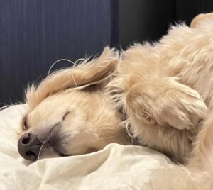 The surprising link between facial pain and “sleep”: What recent research reveals about how your personality affects your rest