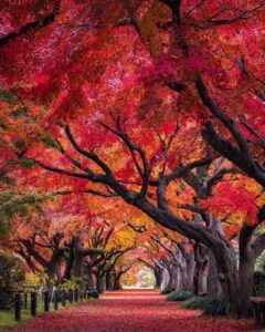 Autumn   in Japan