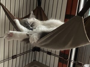 顔の痛みと「睡眠」の意外な関係：最新研究から分かった、あなたの性格が眠りに与える影響